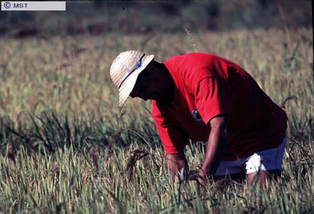 O tamanho do arquivo da pr&oacute;xima imagem &eacute; 
65781                 Bytes