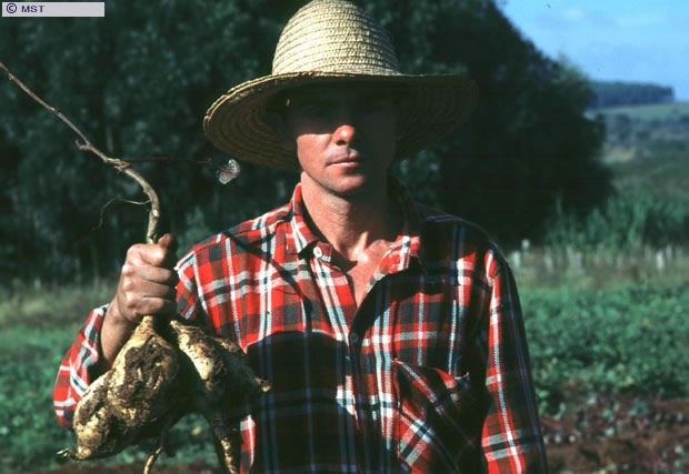 Colheita de batata doce no assentamento 30 de Maio, Charqueadas, Rio  ...