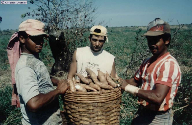 Produção de mandioca no assentamento Gleba XV de Novembro -  ...