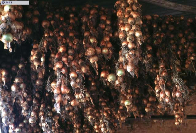 Cebola para consumo próprio do Assentamento Conquista da Liberdade  ...