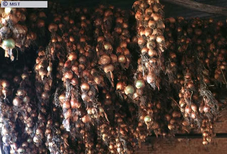 O tamanho do arquivo da pr&oacute;xima imagem &eacute; 
66951                 Bytes