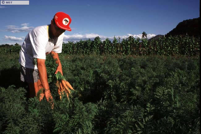Colheita de de cenoura no estado de Santa Catarina