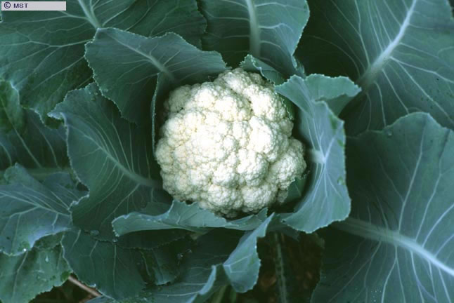 Produção de couve-flor para recuperação do solo no assentamento  ...