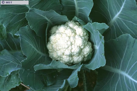 O tamanho do arquivo da pr&oacute;xima imagem &eacute; 
50545                 Bytes