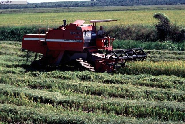 Colheita de arroz no assentamento 30 de Maio,  Charqueadas, Rio  ...