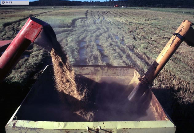 Colheita de arroz no assentamento  Capela, município de Nova Santa  ...