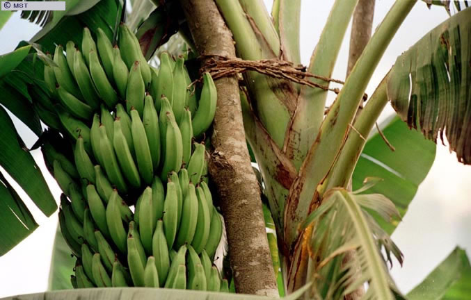 Produção de banana no assentamento Pip-Nuk, Nova Venécia,  ...