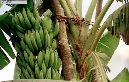 O tamanho do arquivo da pr&oacute;xima imagem &eacute; 
74858                 Bytes