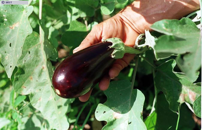 Colheita de berinjela orgânica no assentamento Casas  ...