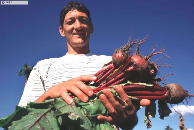 Colheita de beterraba no assentamento Justino Drazeski, Santa Catarina