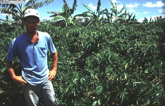 Plantação de café, no assentamento Pratinha, estado do Espírito  ...