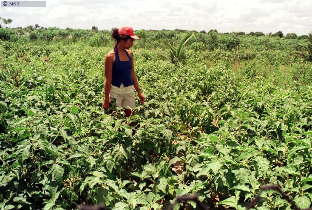 Plantação de café assentamento Nova Conquista, Pedro Canário,  ...