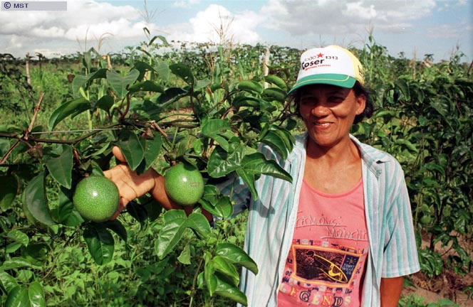 Colheita de maracujá no Espírito Santo