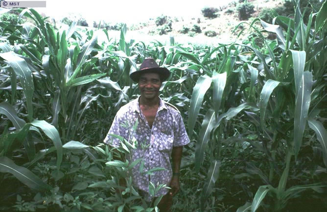 Plantação coletiva de milho no assentamento Barro Azul, Espírito  ...