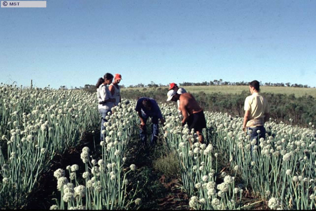 Plantio de cebola para produção de sementes ecológicas no  ...
