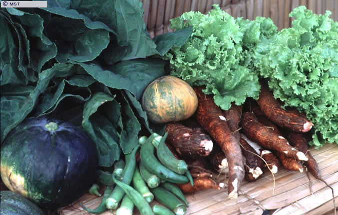 Hortaliças produzidas no acampamento Che Guevara, Rio de Janeiro