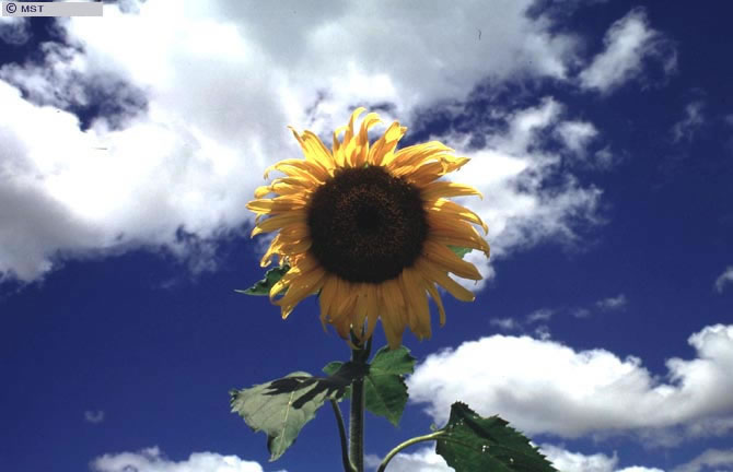 Girassol para combate de pragas no assentamento Zumbi, Campos, estado  ...