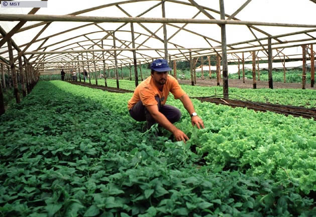 Estufa do assentamento Conquista do Litoral, em Garuva,Santa Catarina