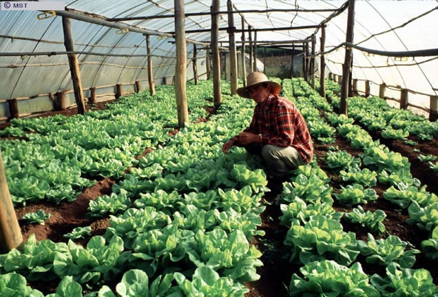 Estufa de horta ecológica do Assentamento 30 de Maio, Charqueadas,  ...