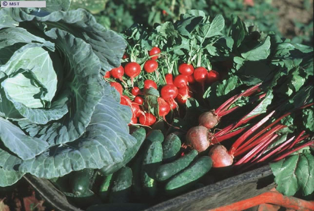 Produtos recolhidos na horta do Assentamento Justino Drazeski, em  ...