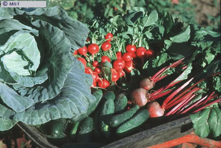 O tamanho do arquivo da pr&oacute;xima imagem &eacute; 
79755                 Bytes