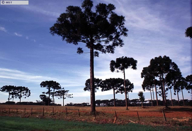 Recuperação e preservação do pinheiro araucária, em Santa  ...