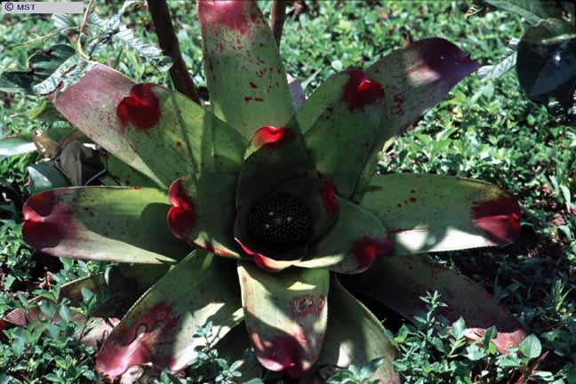 Cultivation of ornamental plants of the <em>bromeliaceae</em> family  ...