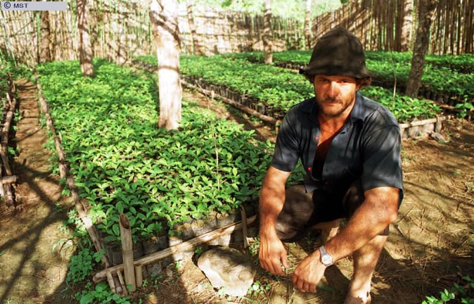 Development of coffee seedlings in the Vitória do Povo settlement,  ...