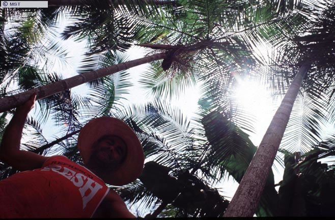 Assentado do São Roque em meio ao plantio de palmito Iracema