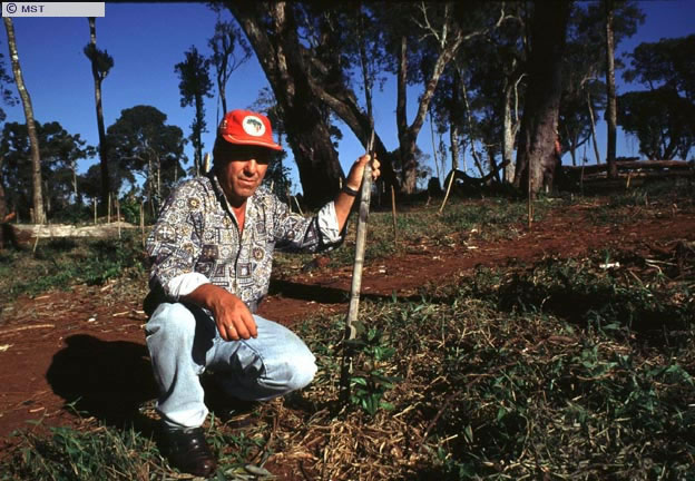 Área que está sendo reflorestada com erva-mate pelos Sem-Terra do  ...