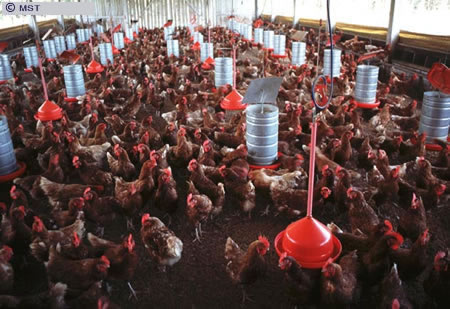 O tamanho do arquivo da pr&oacute;xima imagem &eacute; 
82043                 Bytes