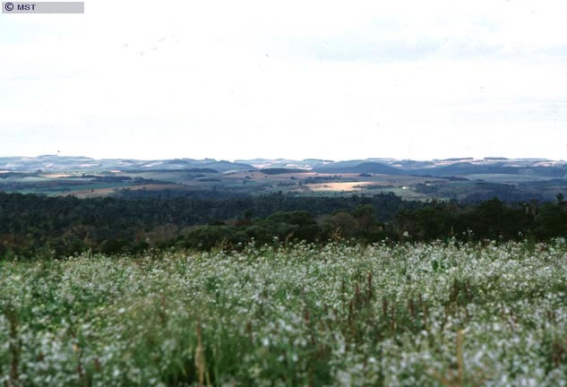 Onion fields on the Giacometi farm, in the state of Paraná