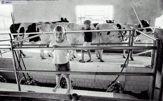 Crianças em assentamento no Rio Grande do Sul, em contato com o gado